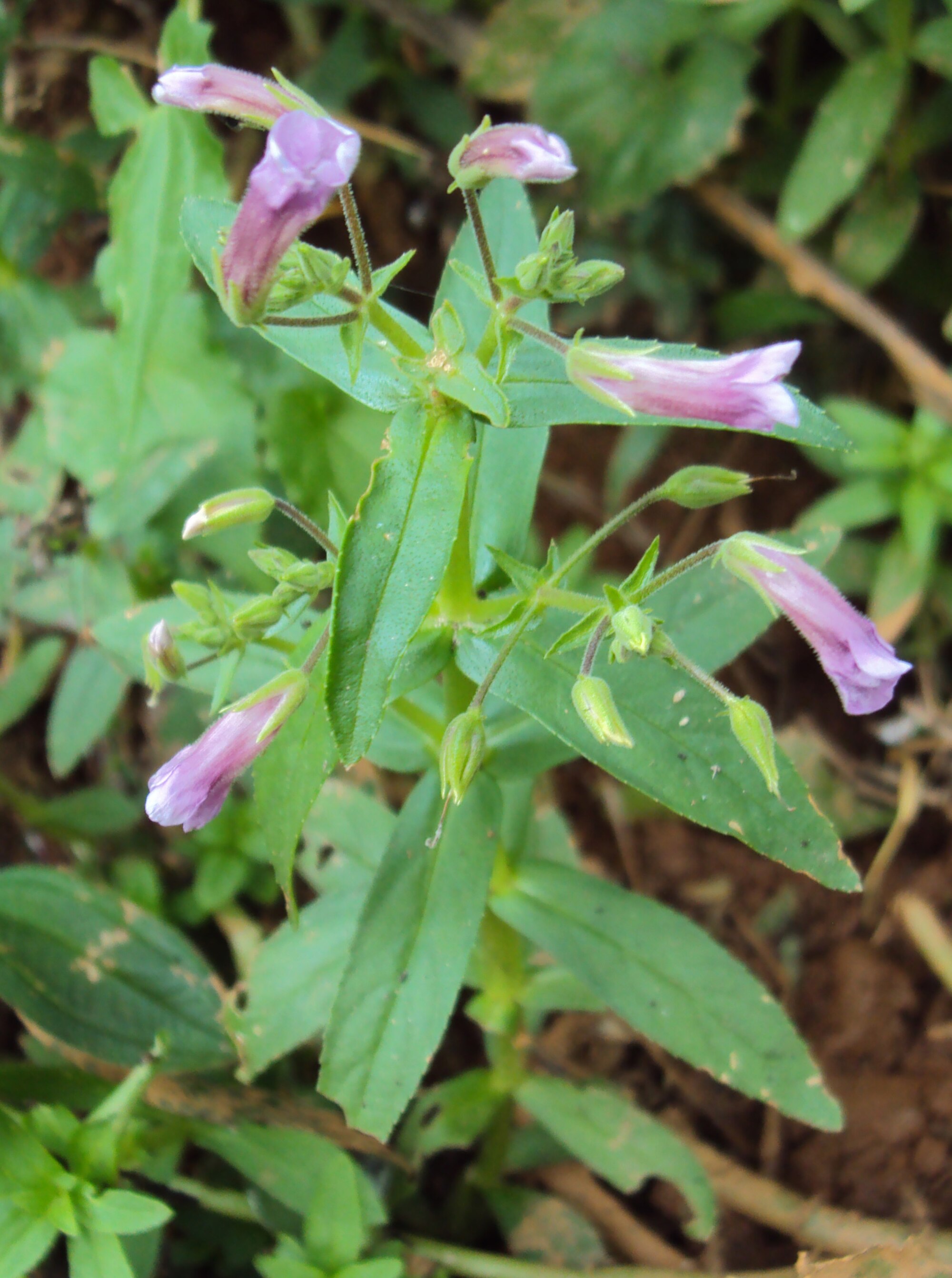 Thumbnail 3 Limnophila aromatica