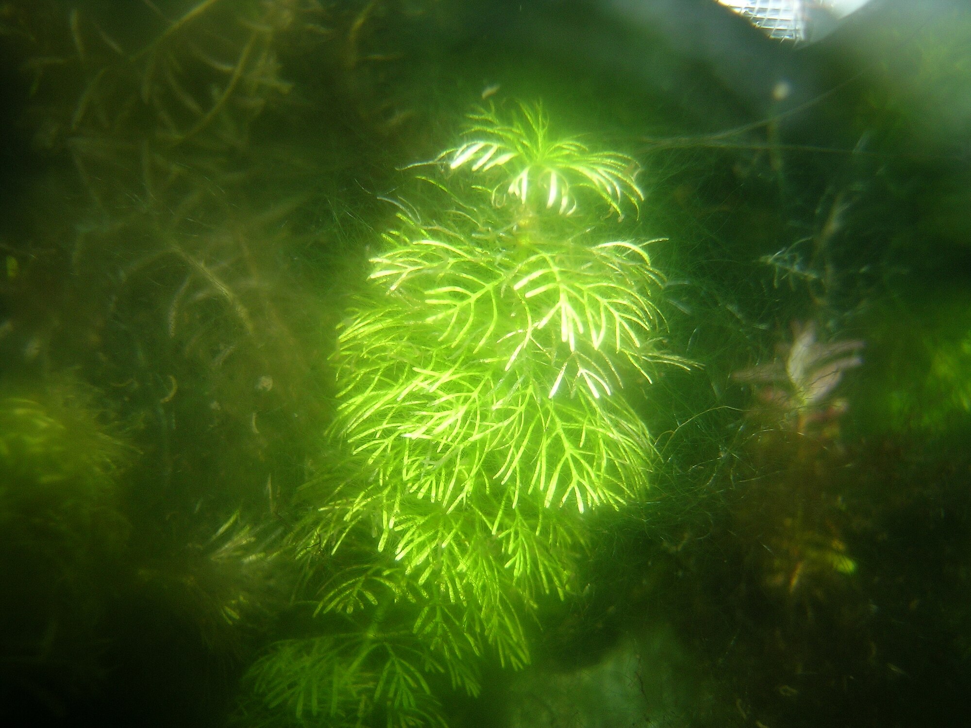 Limnophila sessiliflora