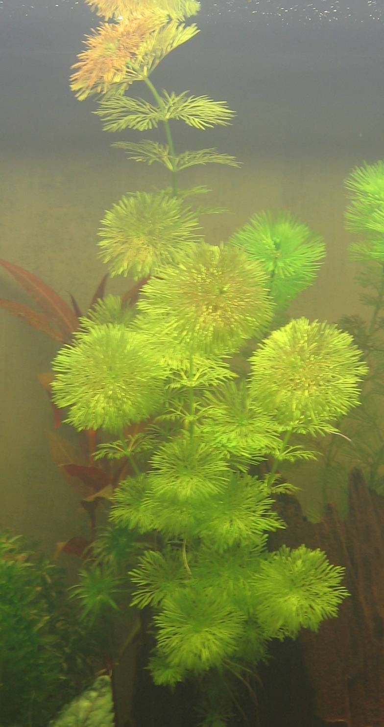 Thumbnail 2 Limnophila sessiliflora
