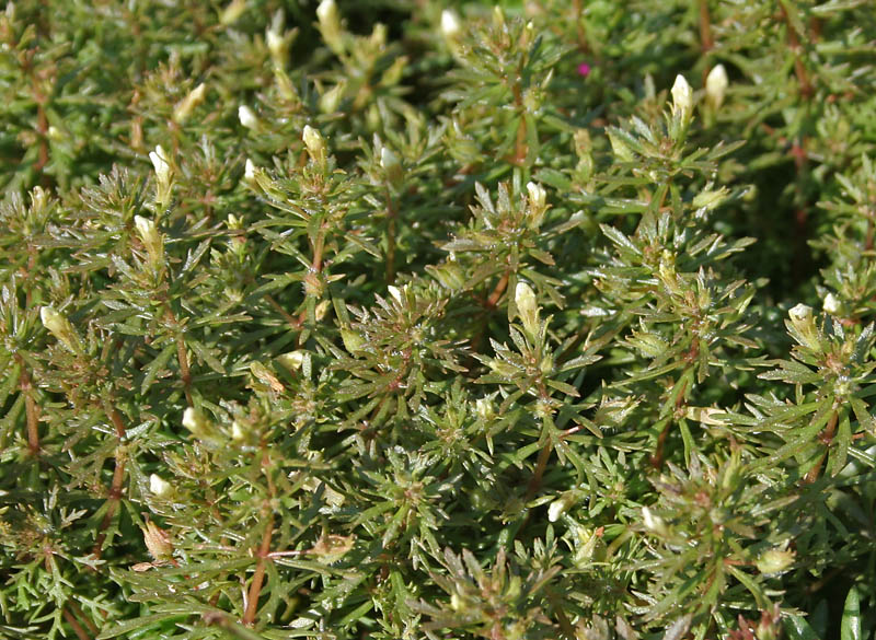 Thumbnail 3 Limnophila sessiliflora
