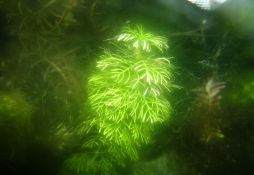 Limnophila sessiliflora