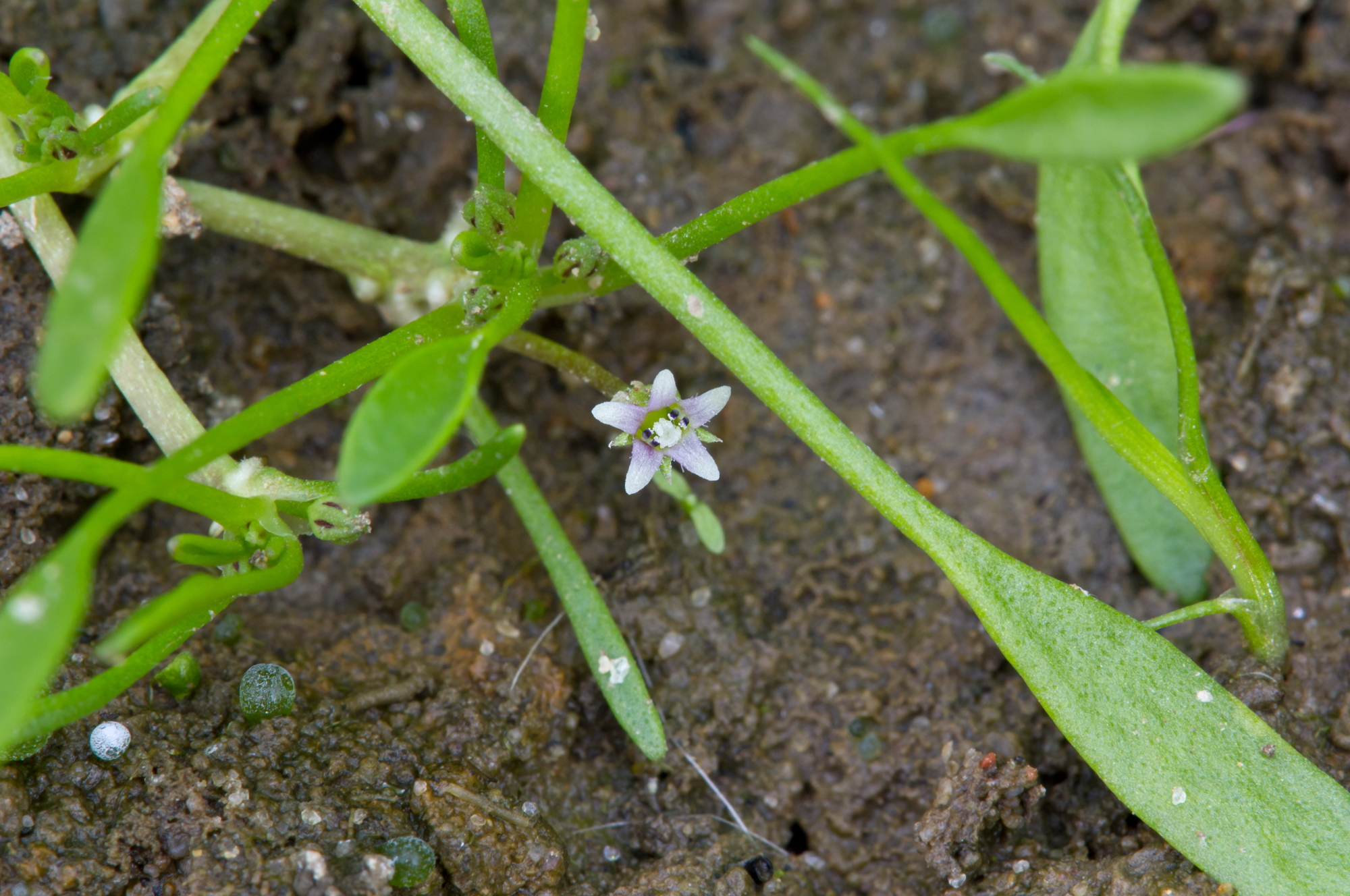 Limosella aquatica