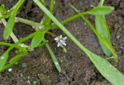 Limosella aquatica
