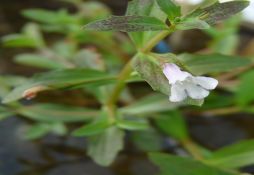 Lindernia dubia