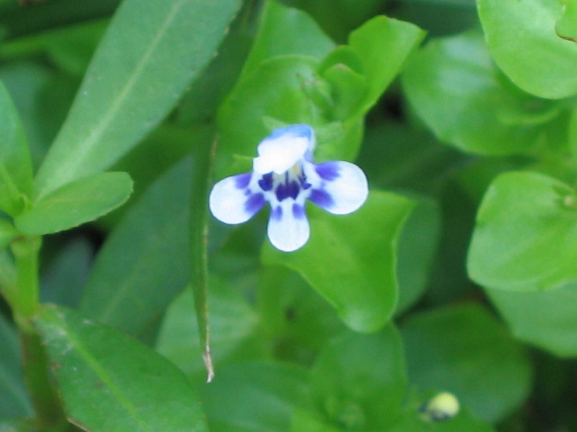 Lindernia rotundifolia
