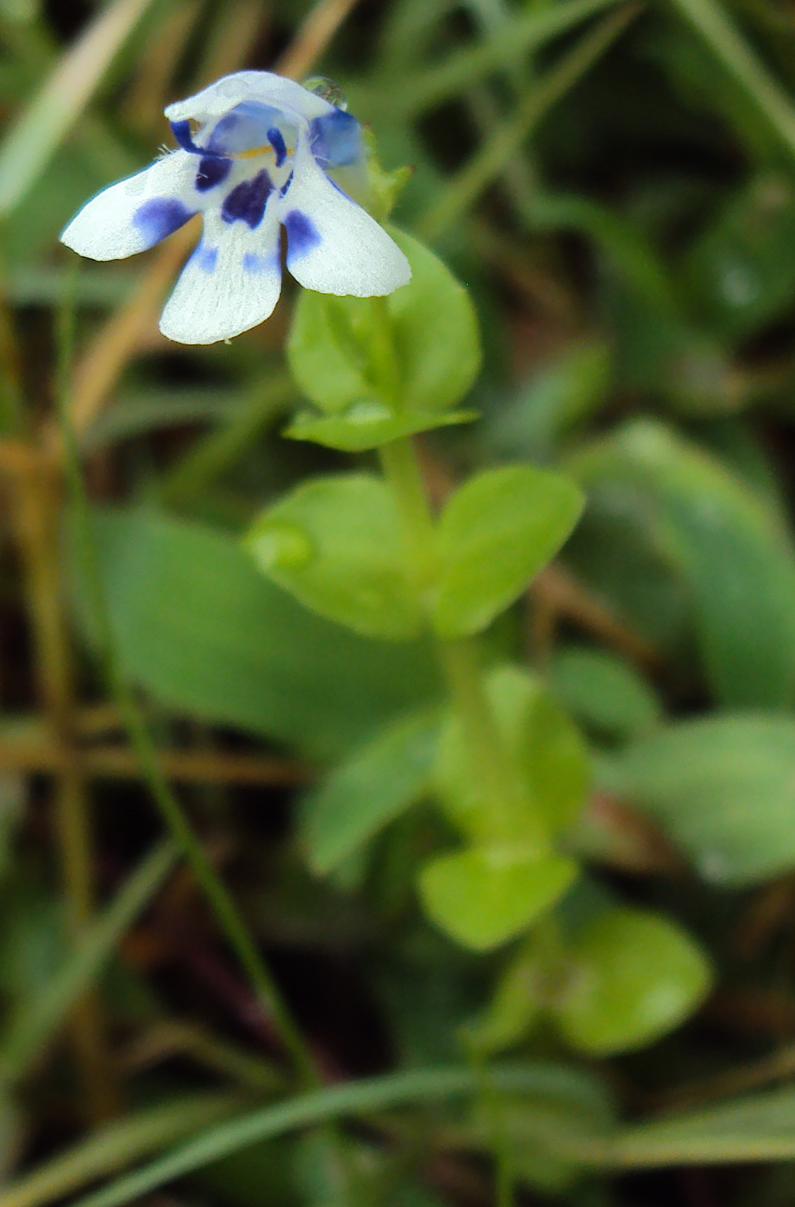 Thumbnail 2 Lindernia rotundifolia