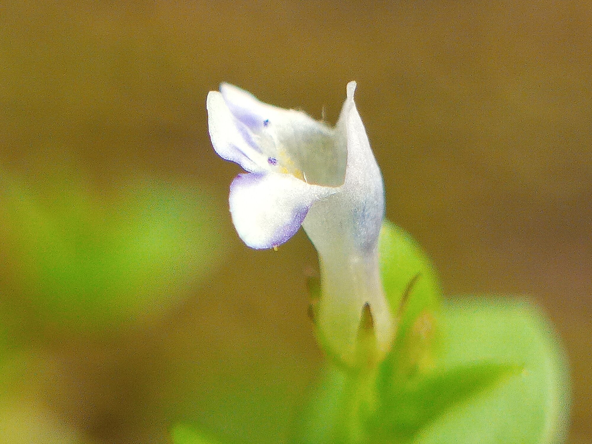Thumbnail 3 Lindernia rotundifolia