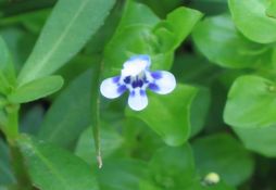 Lindernia rotundifolia