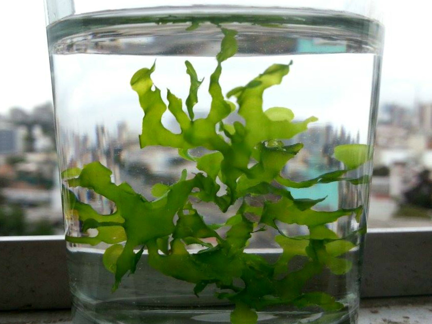 Lomariopsis lineata