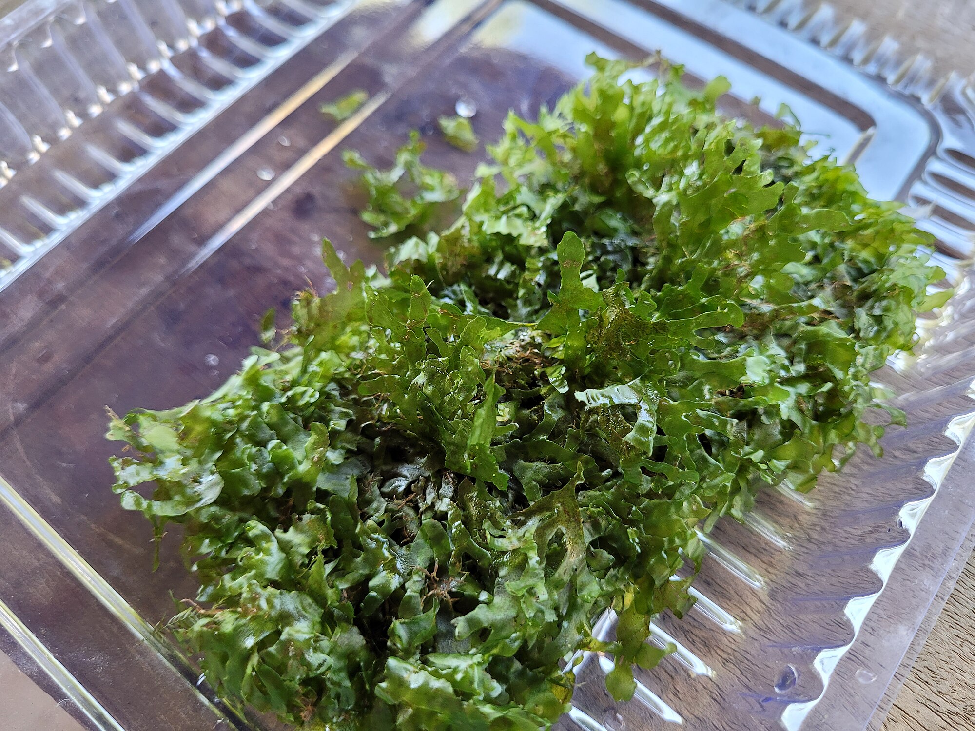 Thumbnail 2 Lomariopsis lineata