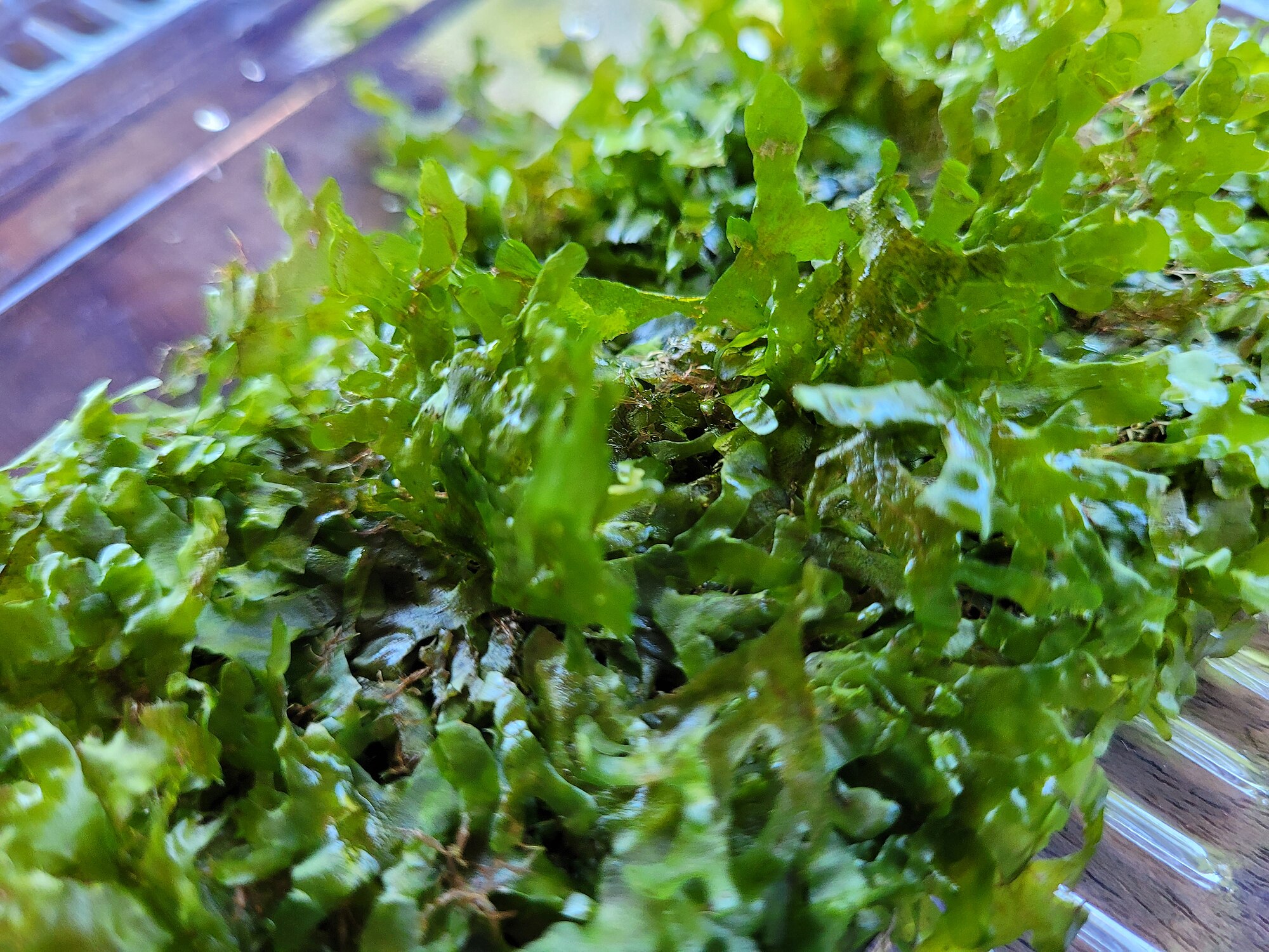 Thumbnail 3 Lomariopsis lineata