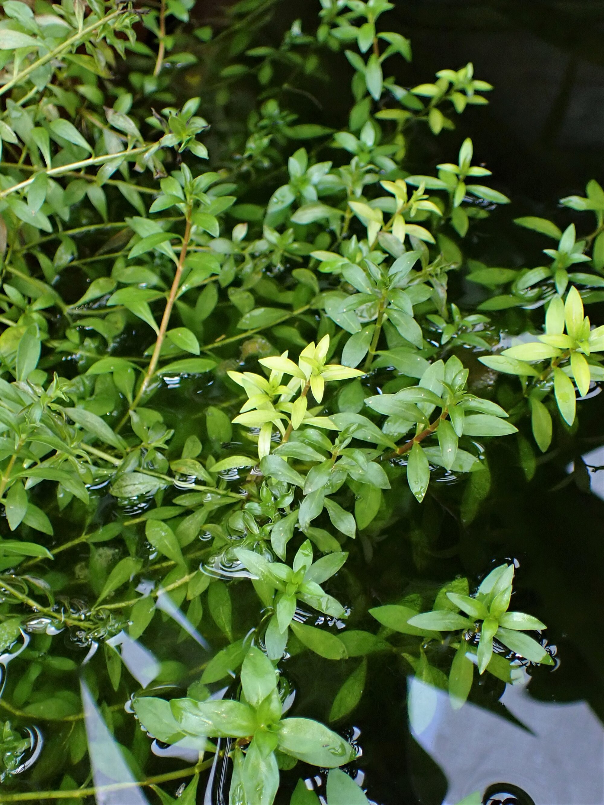 Thumbnail 2 Ludwigia arcuata
