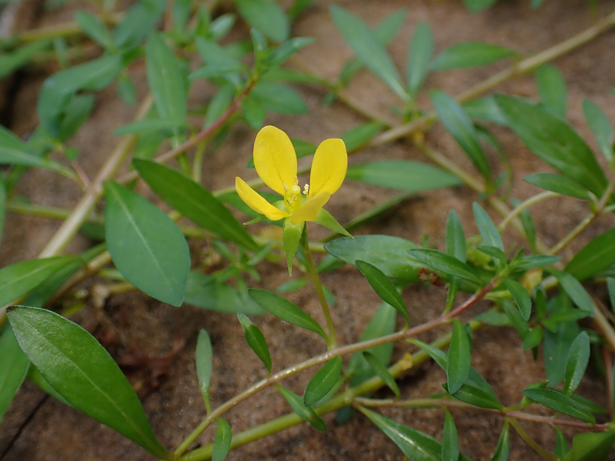 Thumbnail 3 Ludwigia arcuata