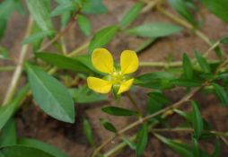 Ludwigia arcuata