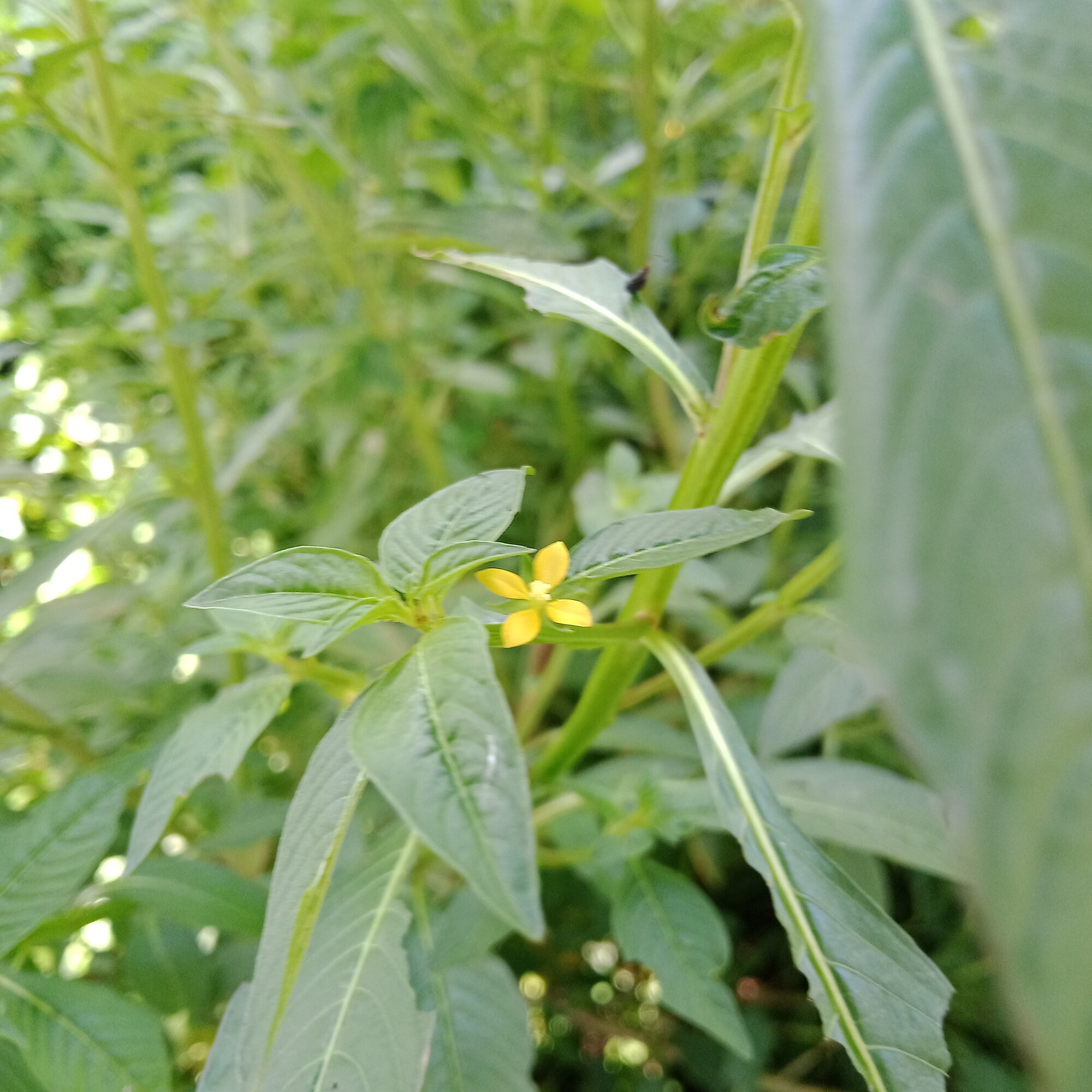 Thumbnail 2 Ludwigia glandulosa