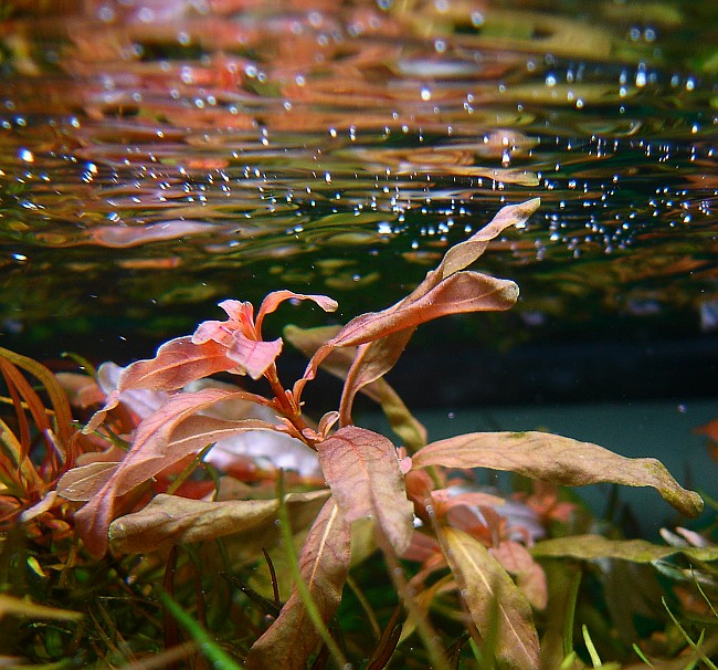 Ludwigia inclinata