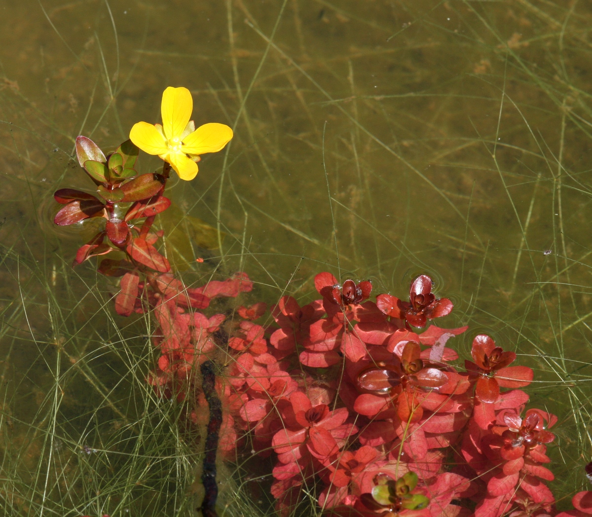 Thumbnail 2 Ludwigia inclinata