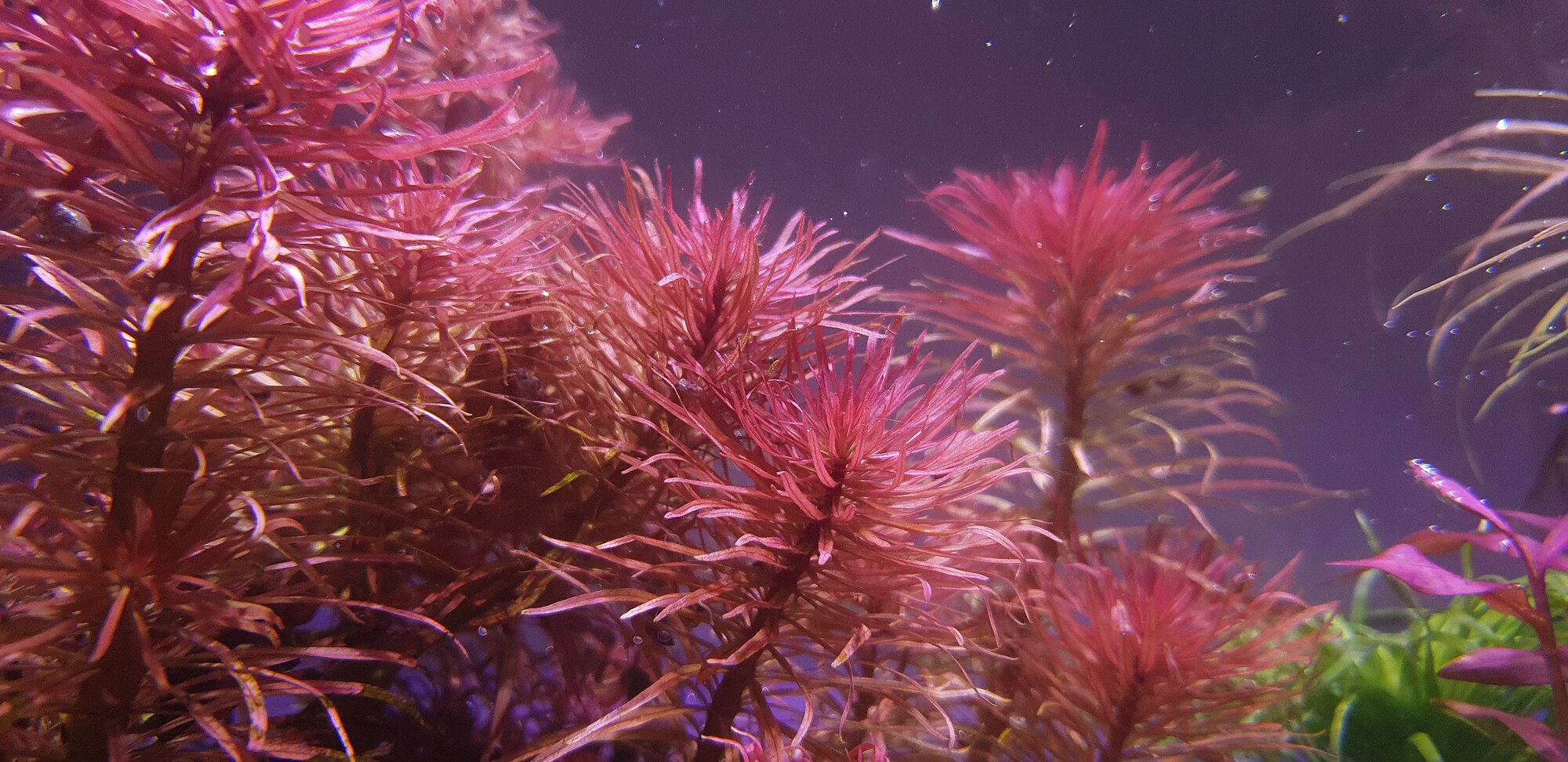 Thumbnail 3 Ludwigia inclinata