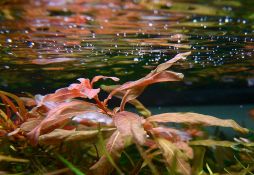 Ludwigia inclinata