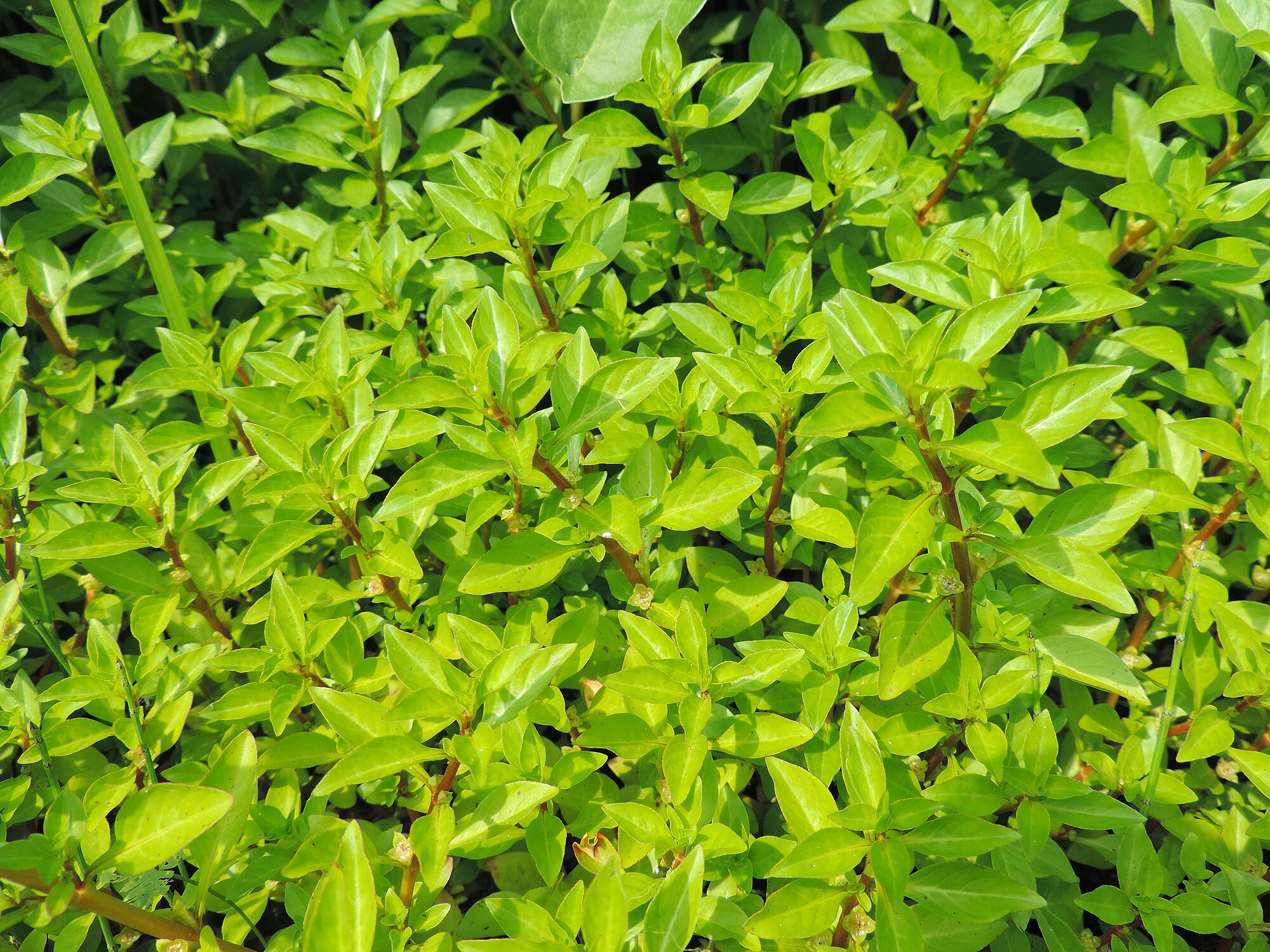 Ludwigia palustris