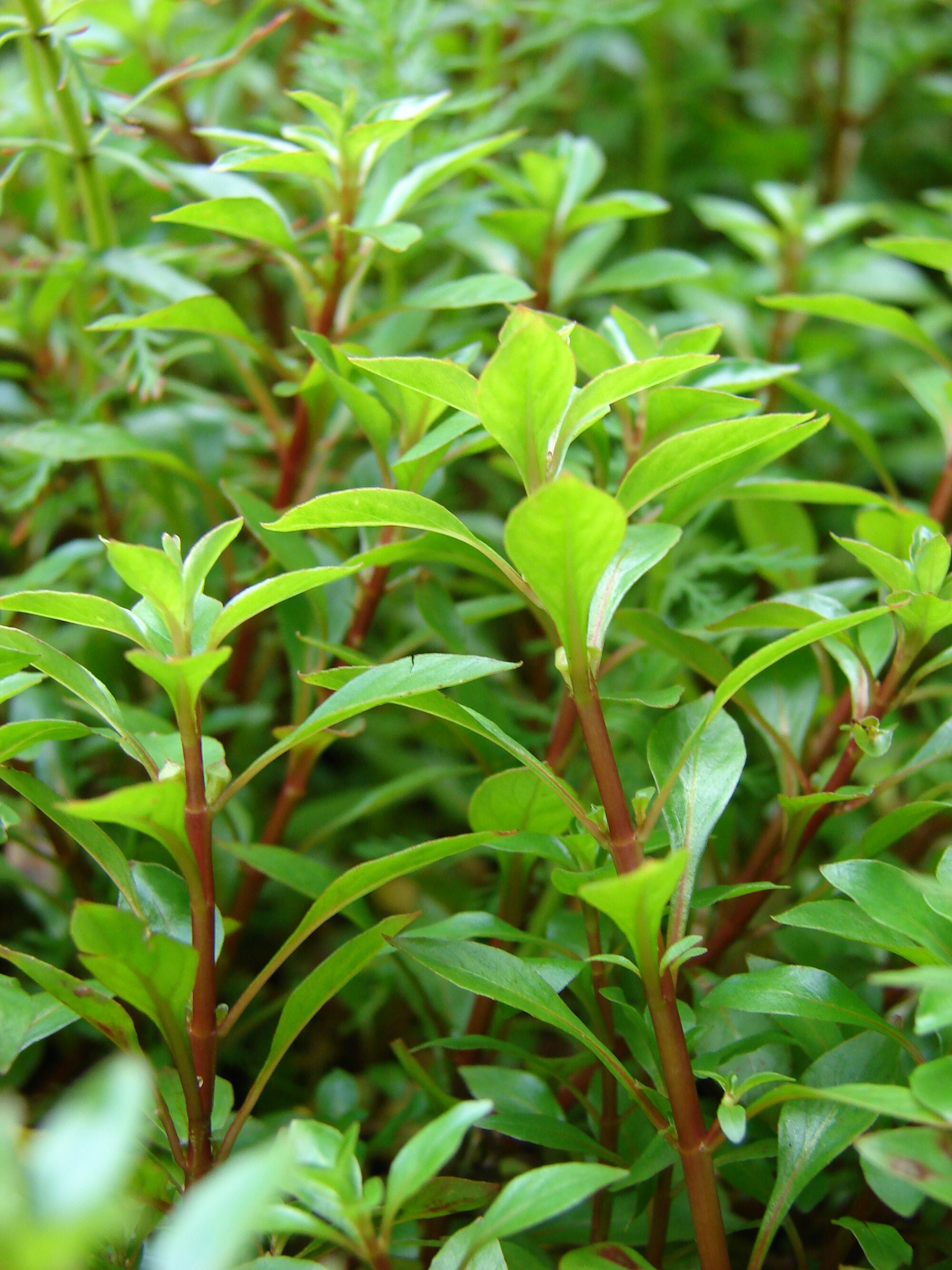 Thumbnail 2 Ludwigia palustris