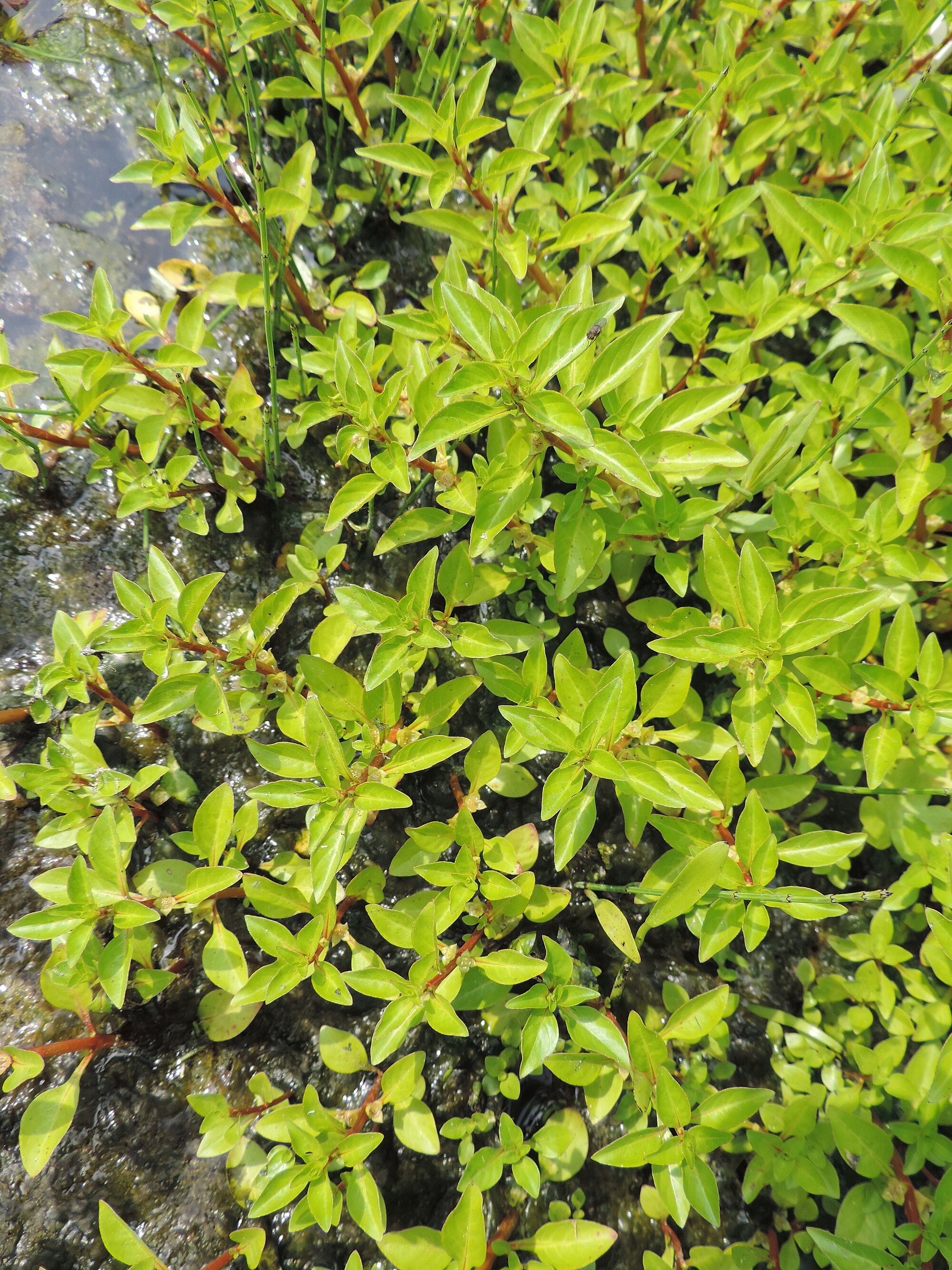 Thumbnail 3 Ludwigia palustris