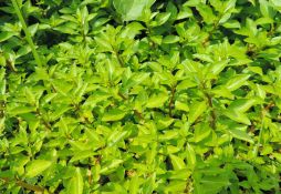 Ludwigia palustris