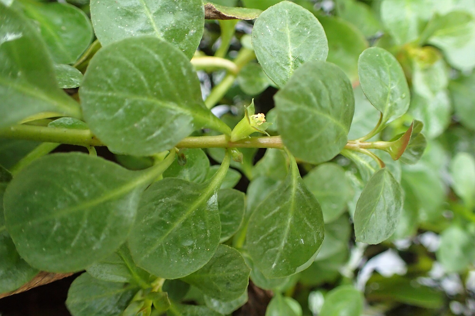 Thumbnail 2 Ludwigia repens