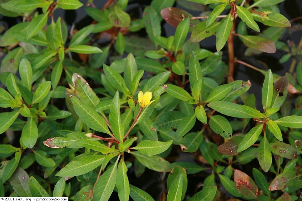 Thumbnail 3 Ludwigia repens