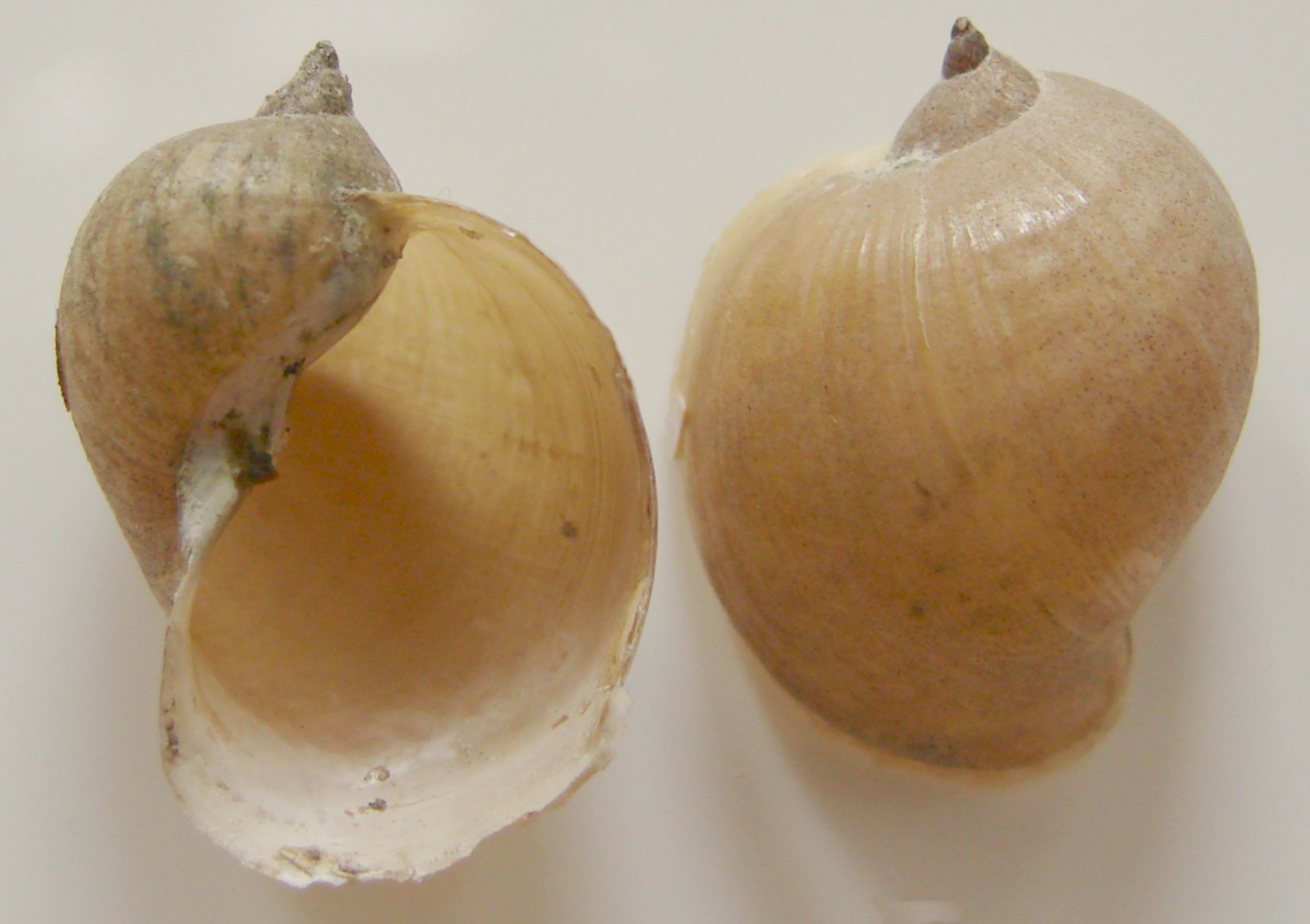 Lymnaea auricularia