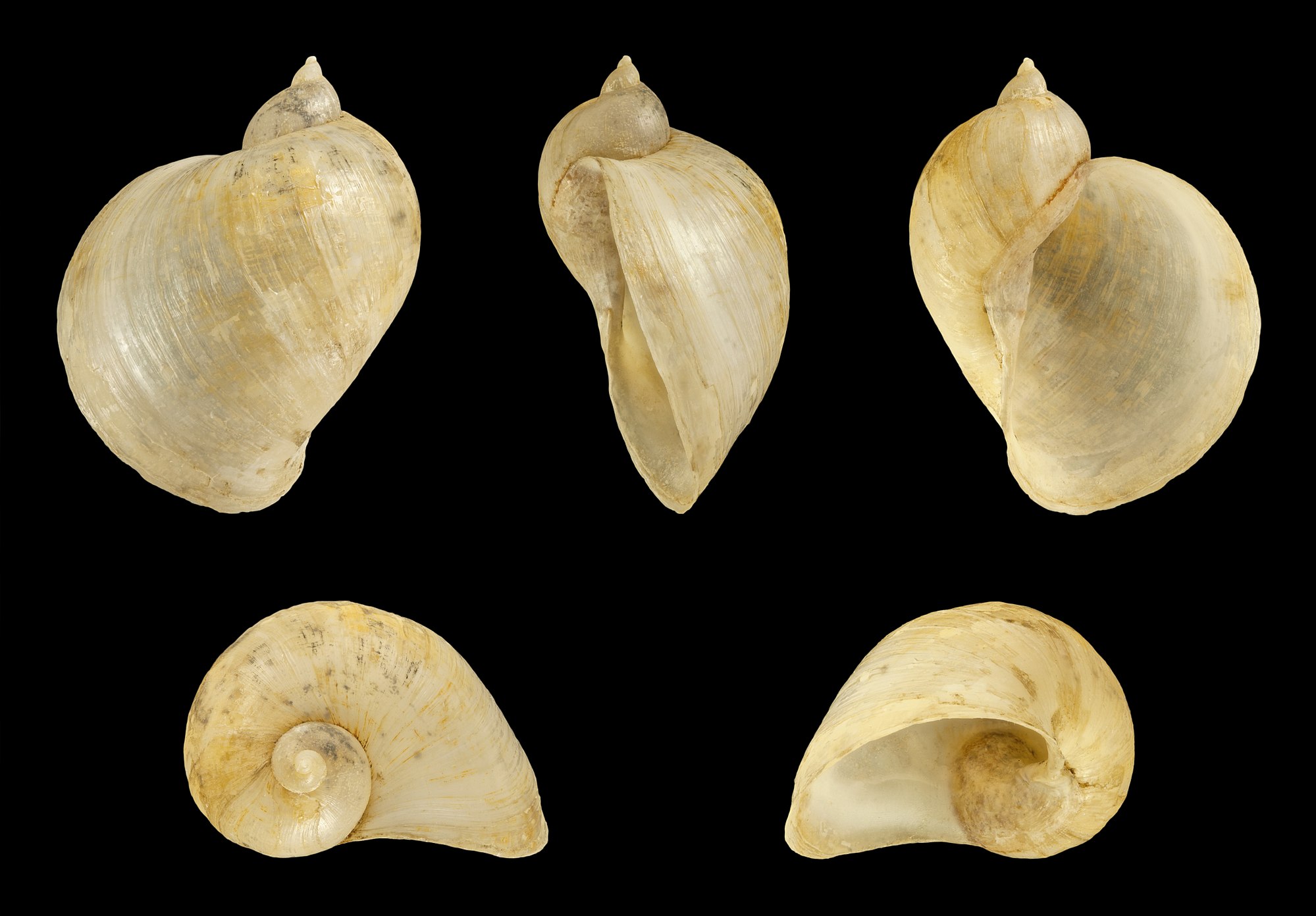 Thumbnail 2 Lymnaea auricularia