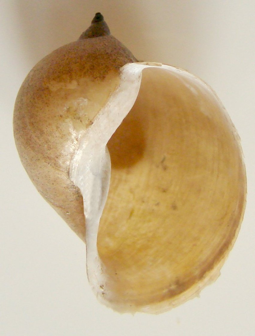 Thumbnail 3 Lymnaea auricularia