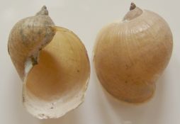 Lymnaea auricularia