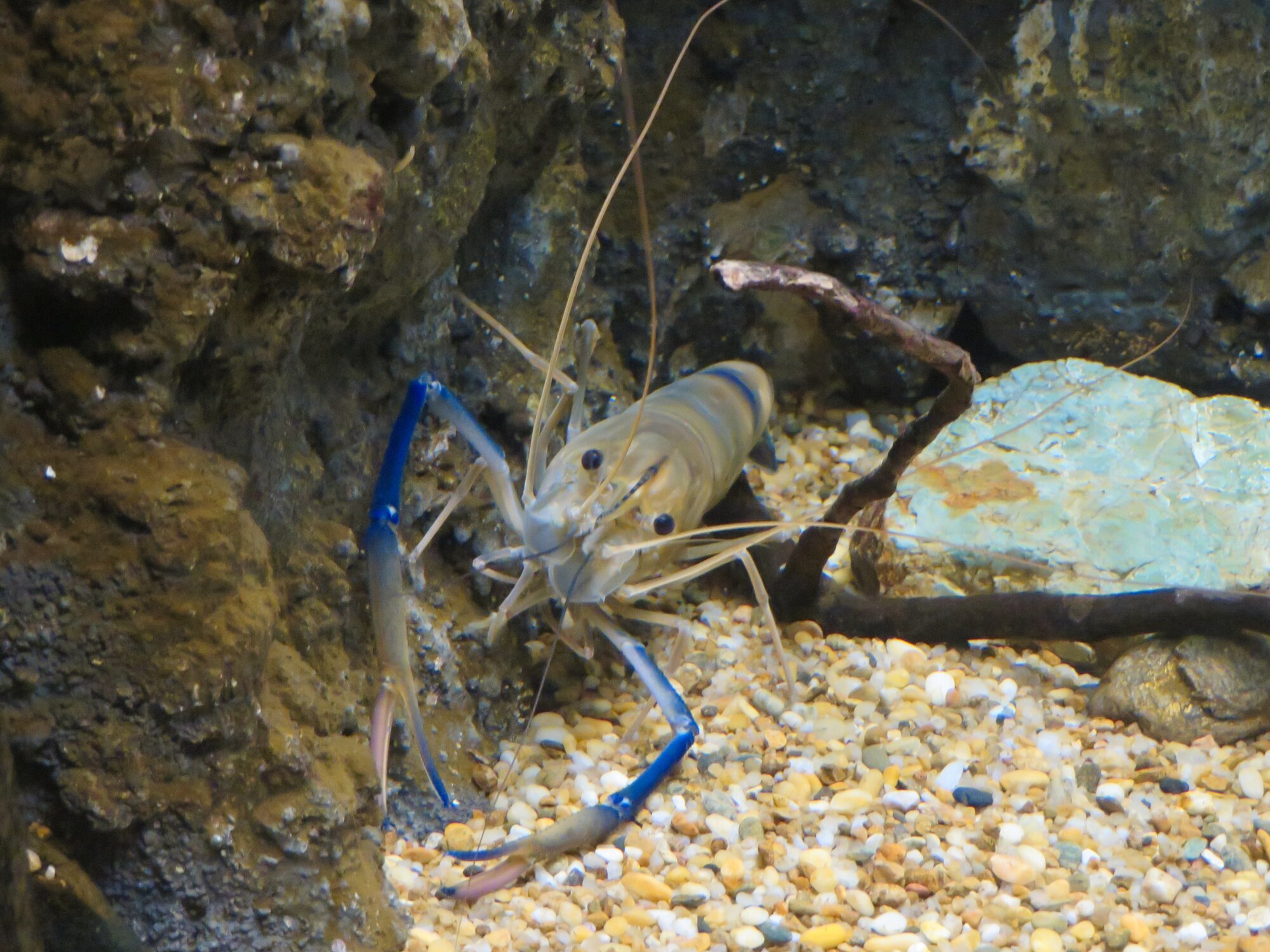 Thumbnail 3 Macrobrachium rosenbergii