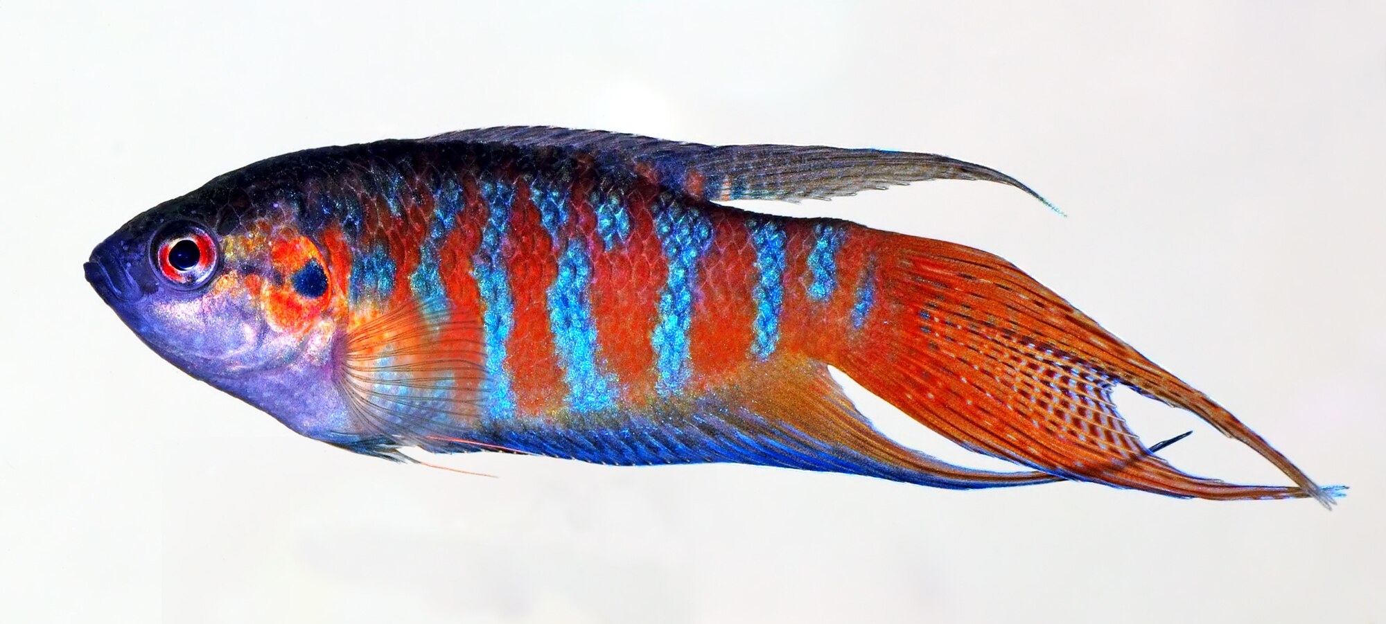 Thumbnail 2 Macropodus opercularis