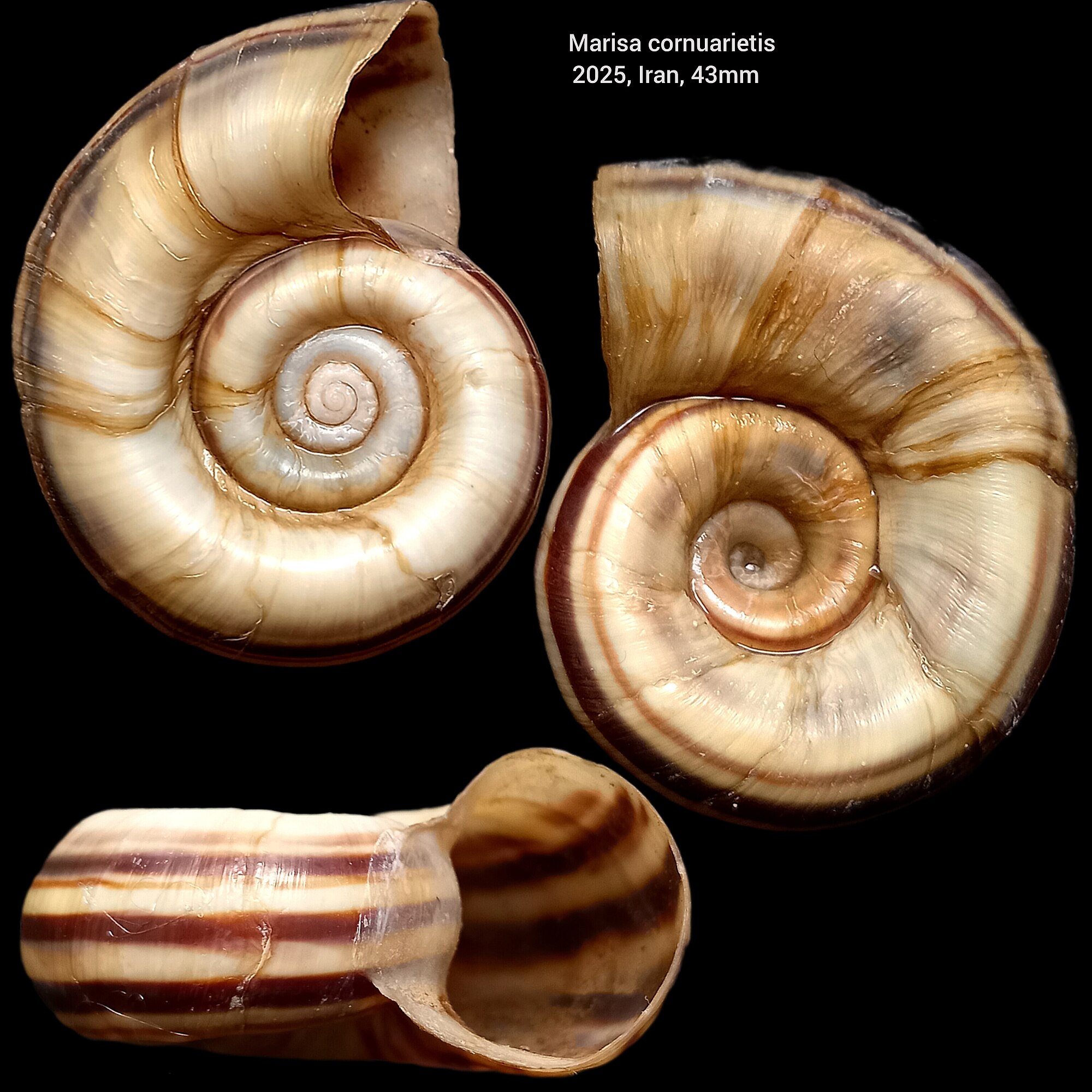 Marisa cornuarietis