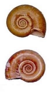 Thumbnail 3 Marisa cornuarietis