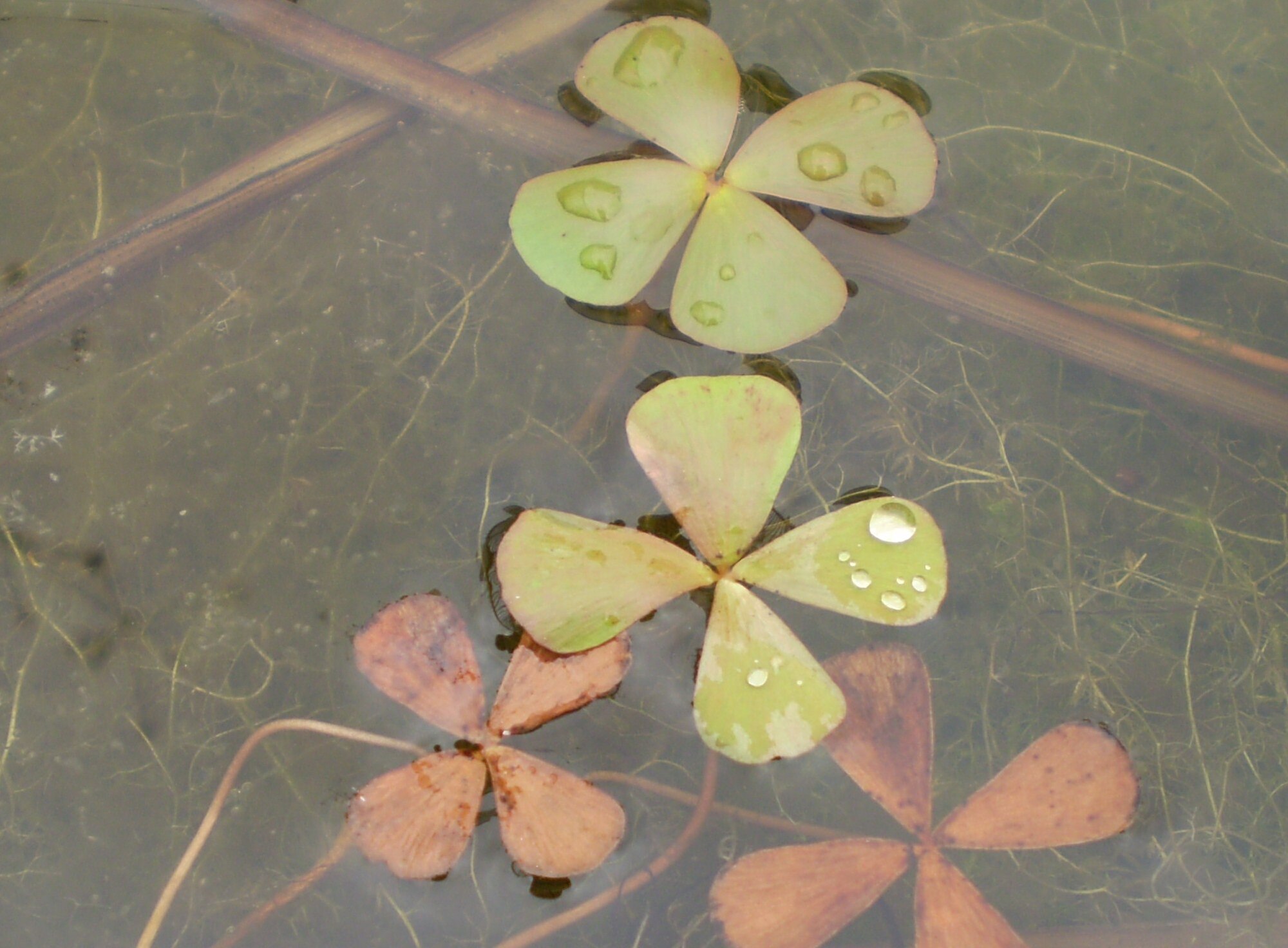Thumbnail 2 Marsilea crenata