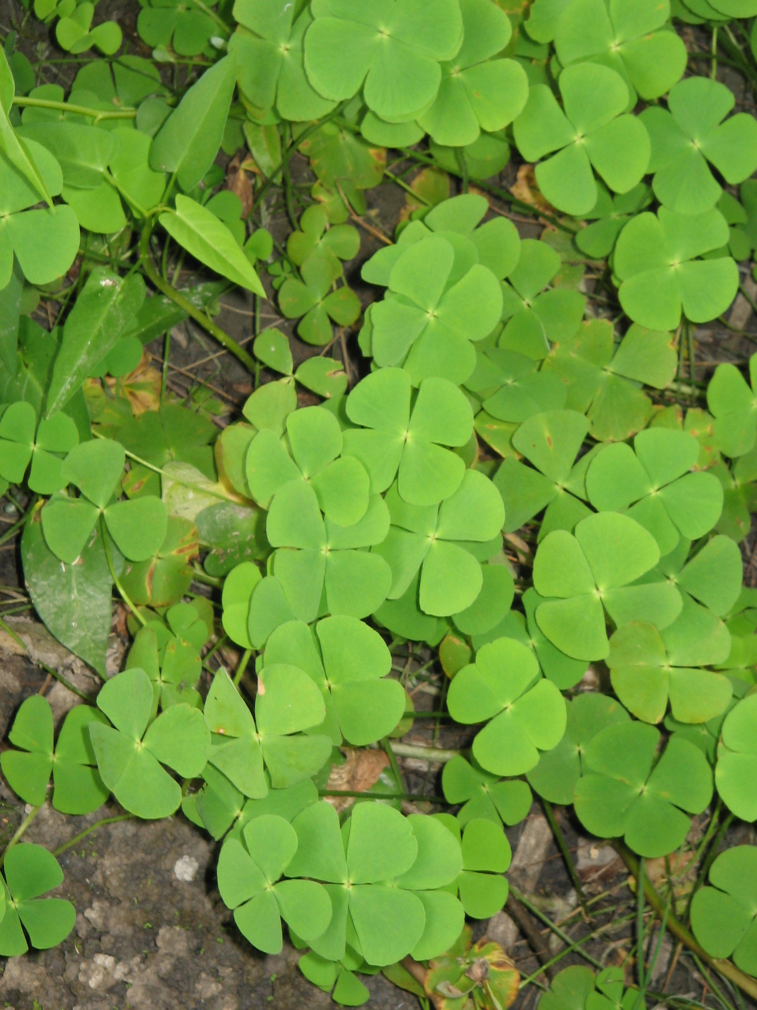 Thumbnail 3 Marsilea crenata