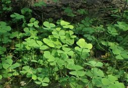 Marsilea crenata