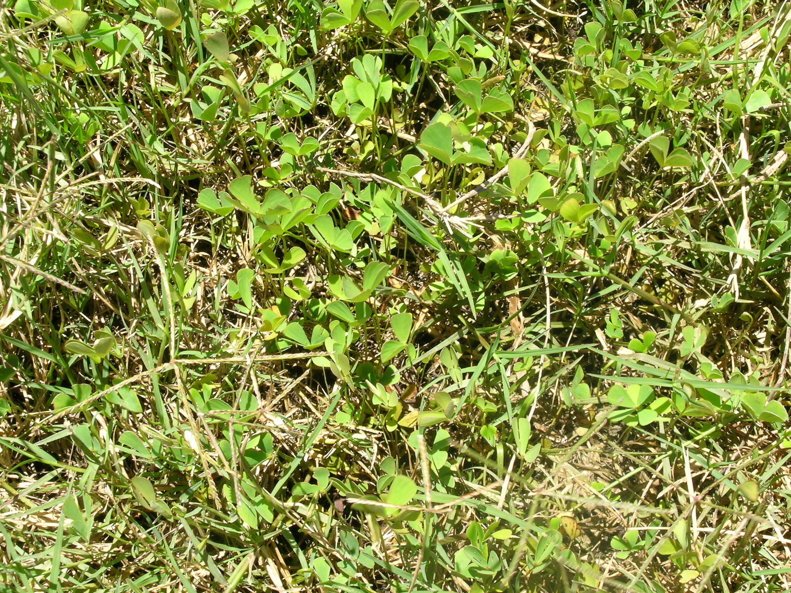 Thumbnail 2 Marsilea hirsuta