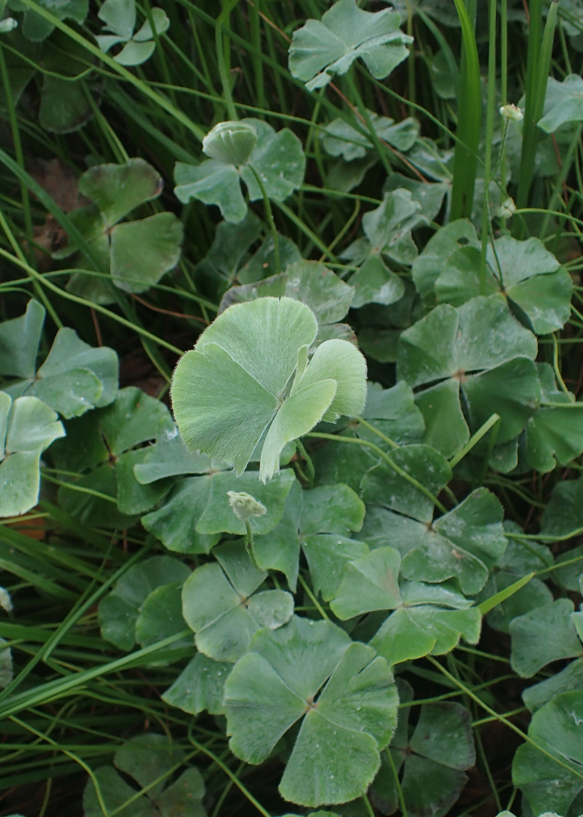 Thumbnail 3 Marsilea hirsuta