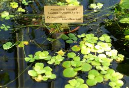 Marsilea hirsuta
