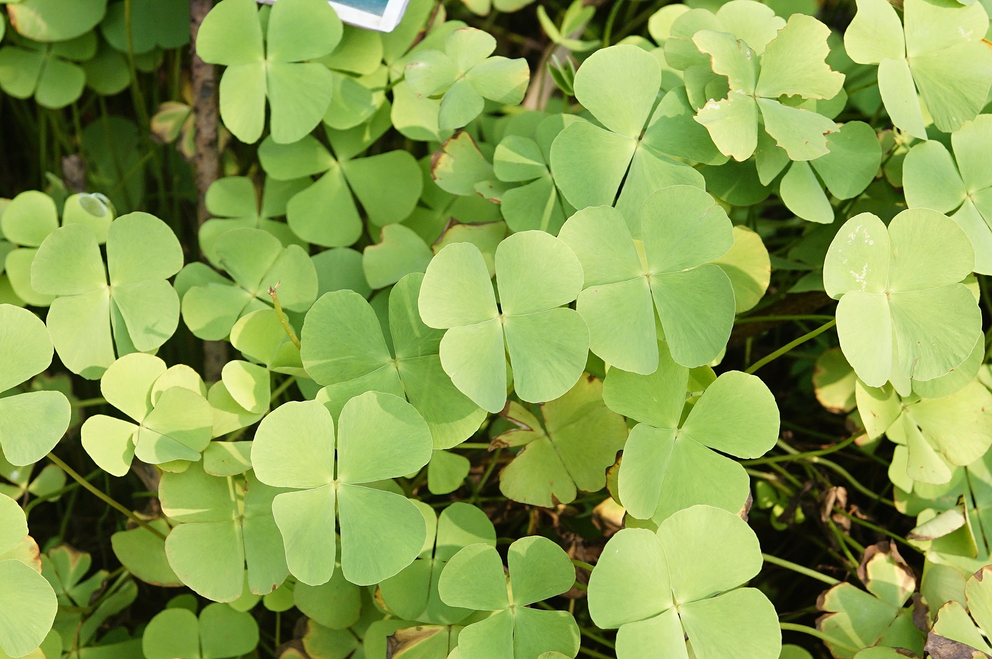 Thumbnail 2 Marsilea minuta