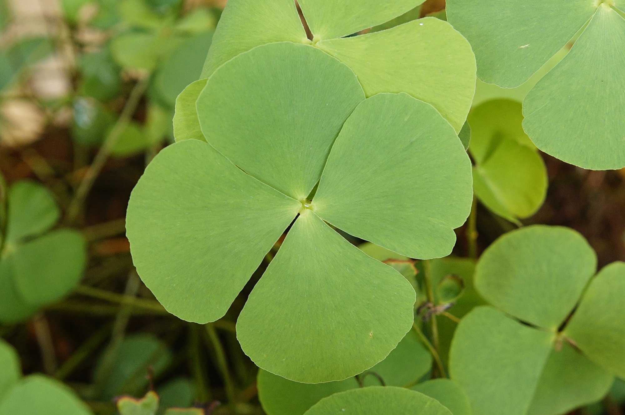 Thumbnail 3 Marsilea minuta