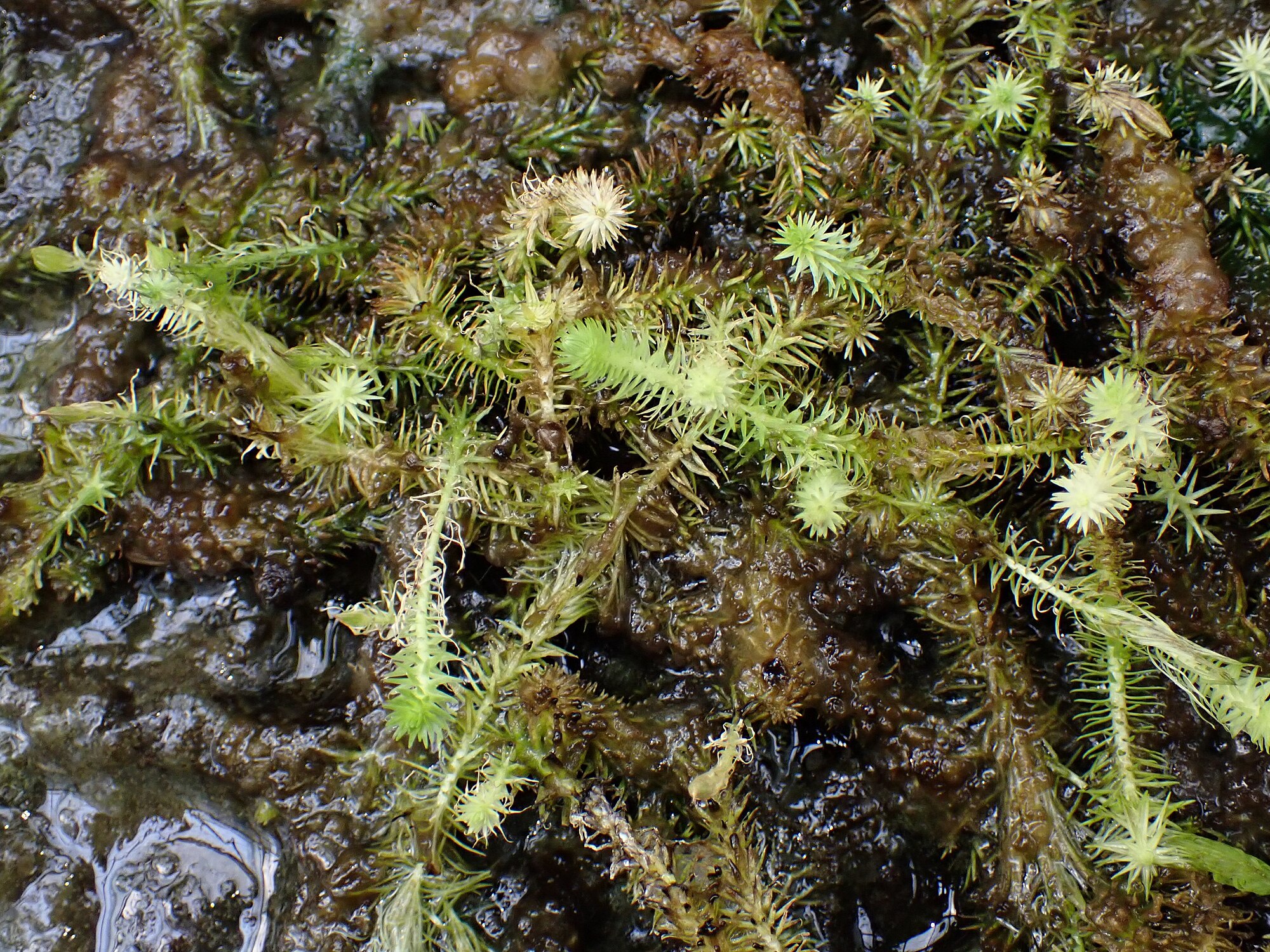 Thumbnail 2 Mayaca fluviatilis