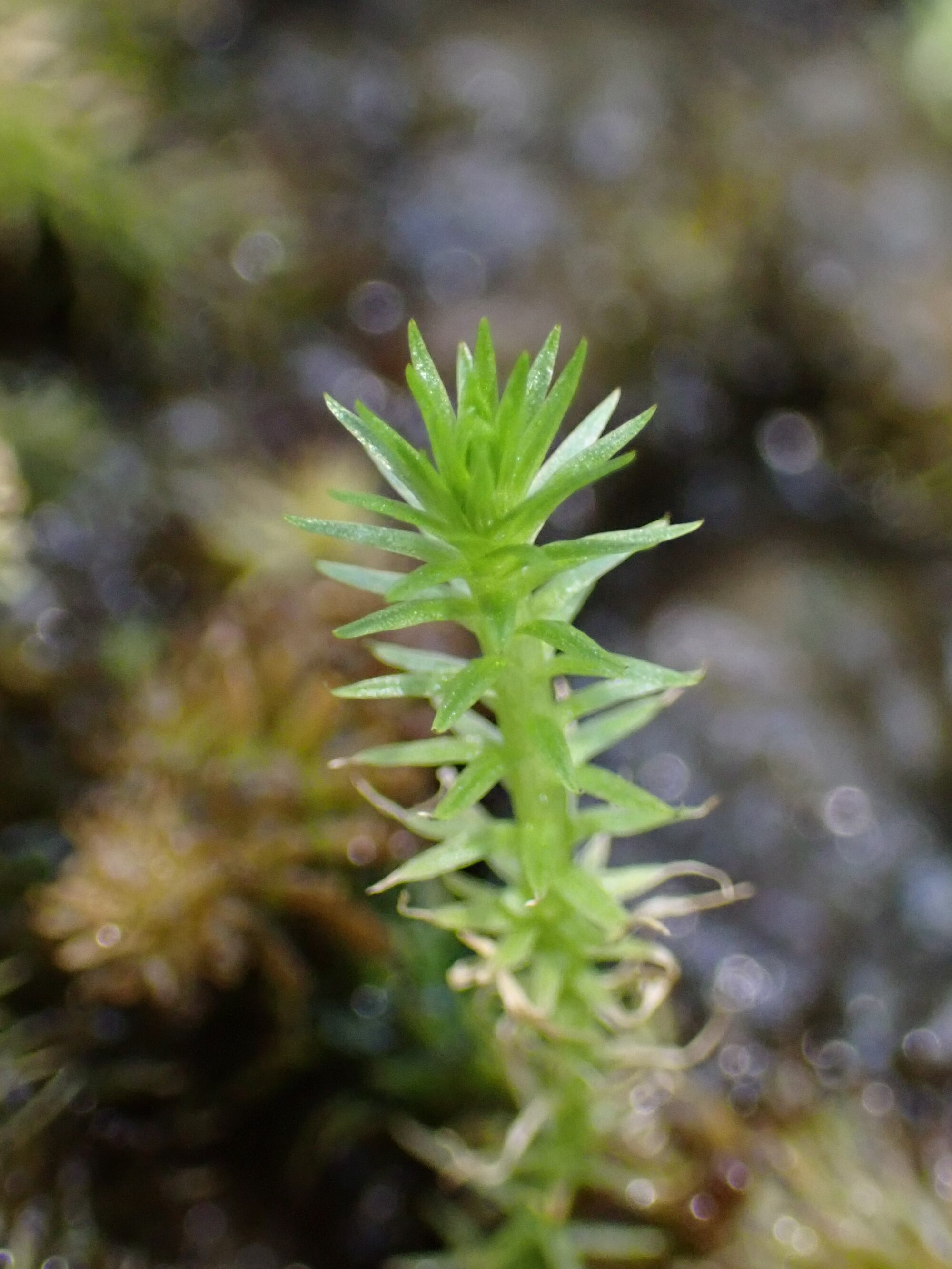 Thumbnail 3 Mayaca fluviatilis
