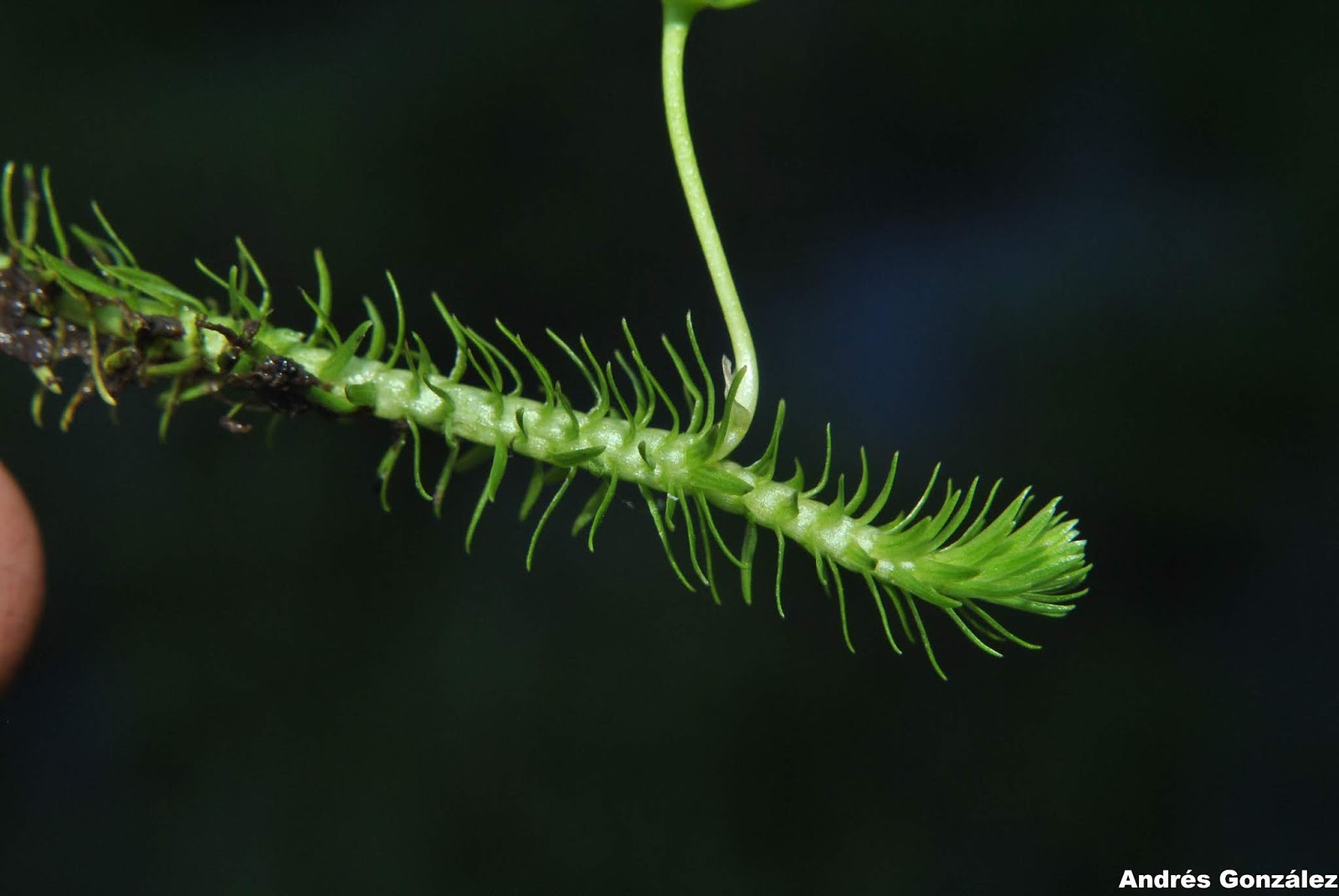 Mayaca sellowiana