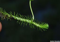 Mayaca sellowiana
