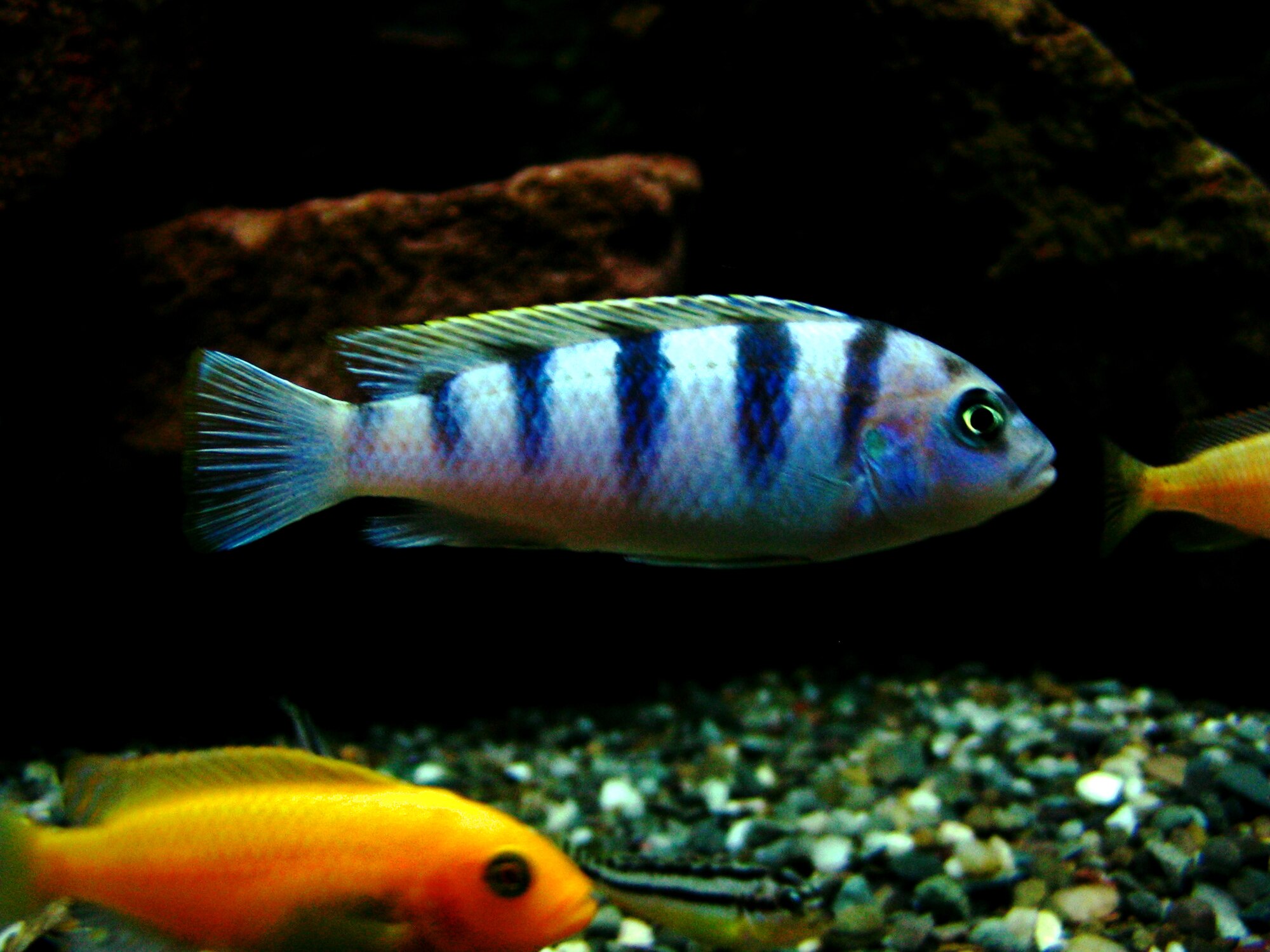 Maylandia estherae